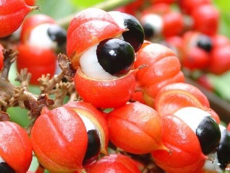 Skład - SperMax Control - Guarana
