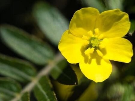 Skład PeniSizexl - Tribulus Terrestris